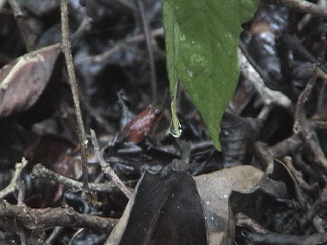 Costa Rica 049.jpg